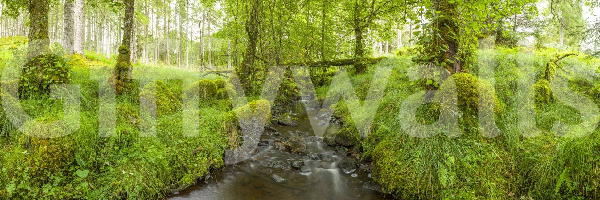 The lighting is natural and clear.

