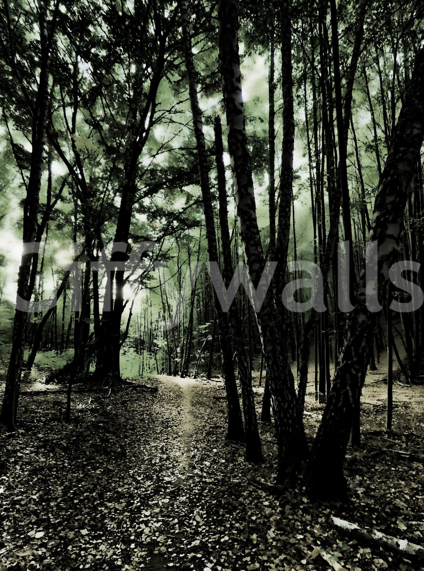 An inviting and intriguing forest scene
