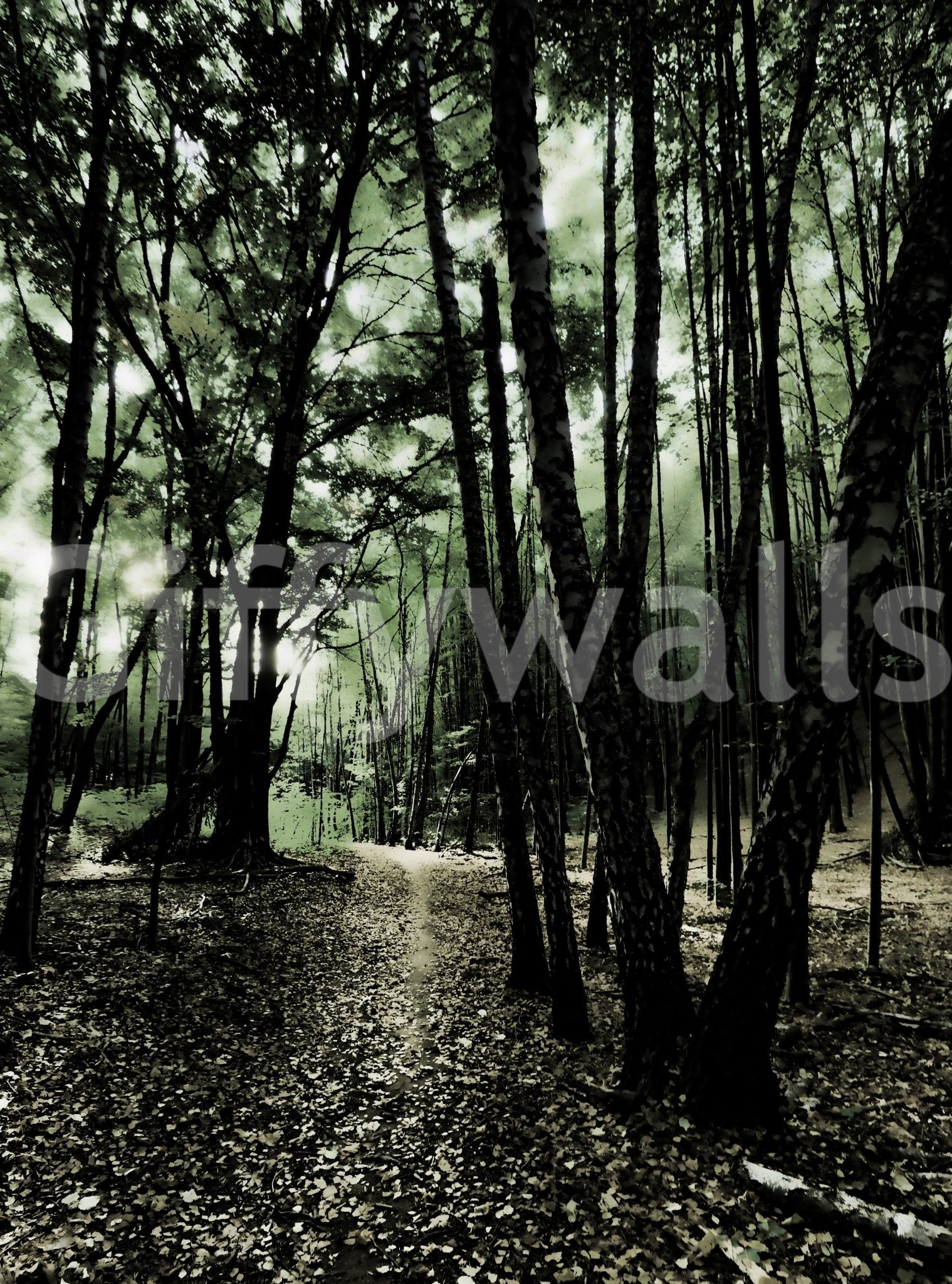 An inviting and intriguing forest scene
