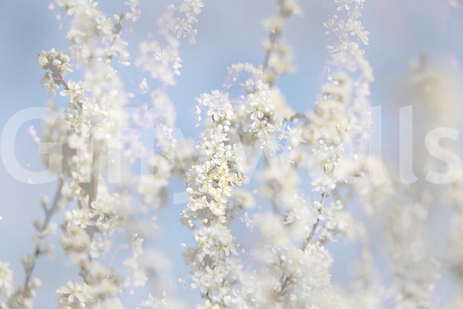 Ethereal Blossom Photography - Soft White Floral Art Print Against Blue Sky Wall Mural