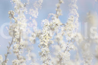 Ethereal Blossom Photography - Soft White Floral Art Print Against Blue Sky Wall Mural