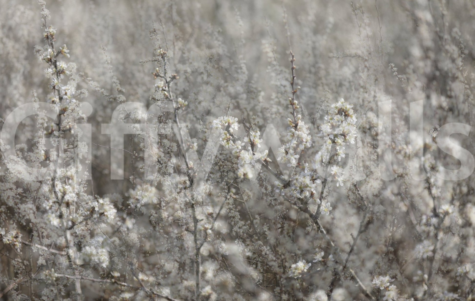 Ethereal Blossoms: Soft Floral Photography Wall Mural