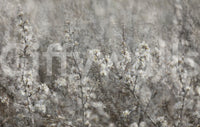 Ethereal Blossoms: Soft Floral Photography Wall Mural