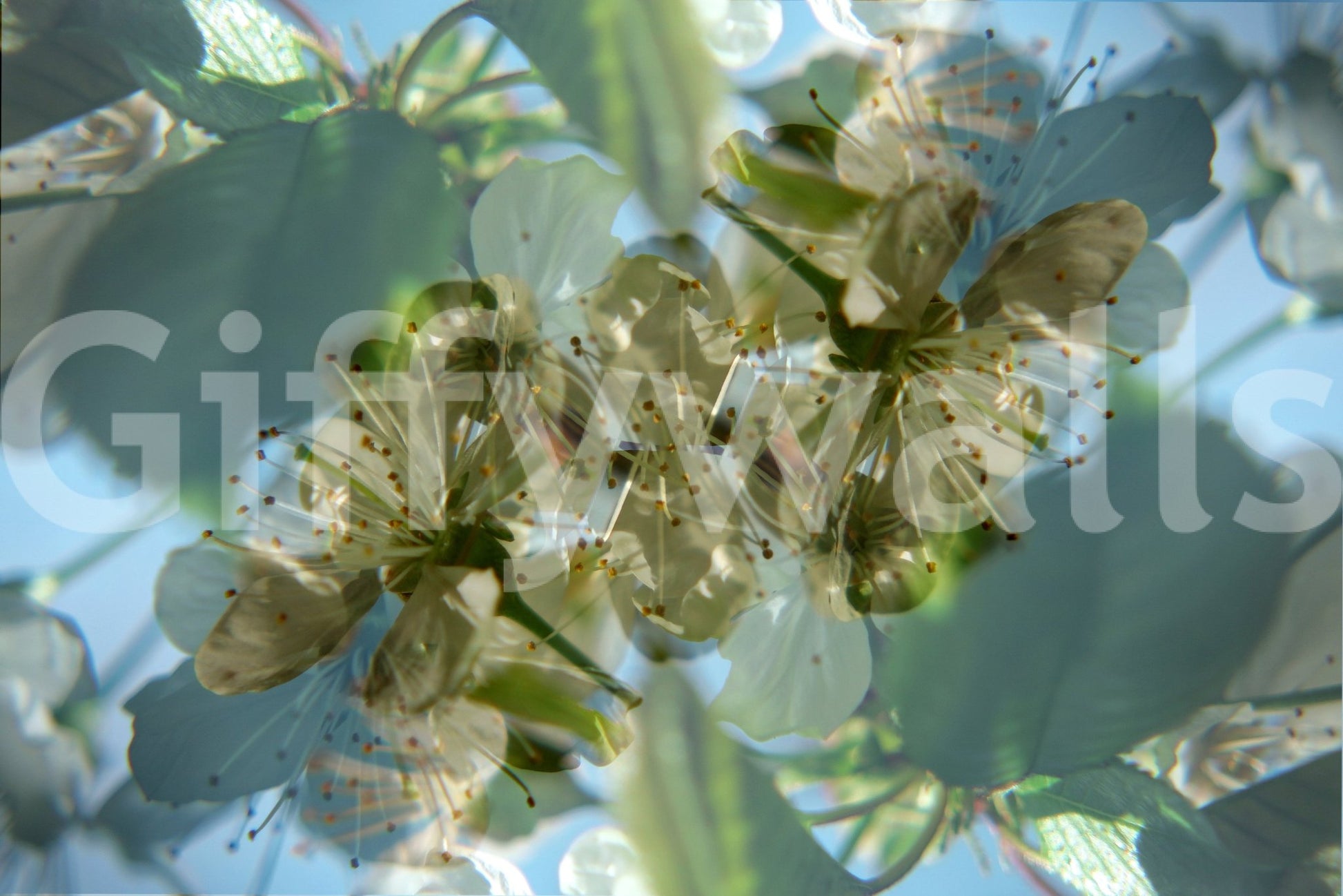 Soft floral texture wall design
