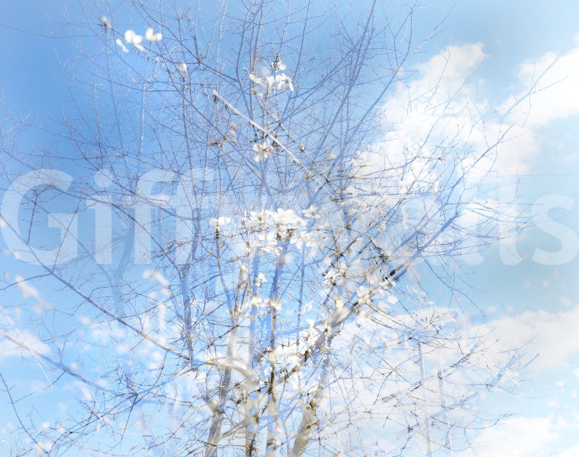 Ethereal Floral Sky Art | Serene Nature Photography | Dreamy Blossoms & Branches Wall Mural