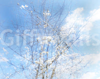 Ethereal Floral Sky Art | Serene Nature Photography | Dreamy Blossoms & Branches Wall Mural