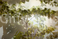 A design suitable for a peaceful interior
