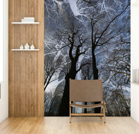 Ethereal Tree Silhouette Art | Abstract Nature Photography | Dark Sky Contrast Wall Mural