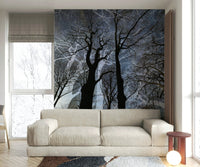 Ethereal Tree Silhouette Art | Abstract Nature Photography | Dark Sky Contrast Wall Mural