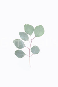 Green eucalyptus leaf mural wallpaper for a calming room.

