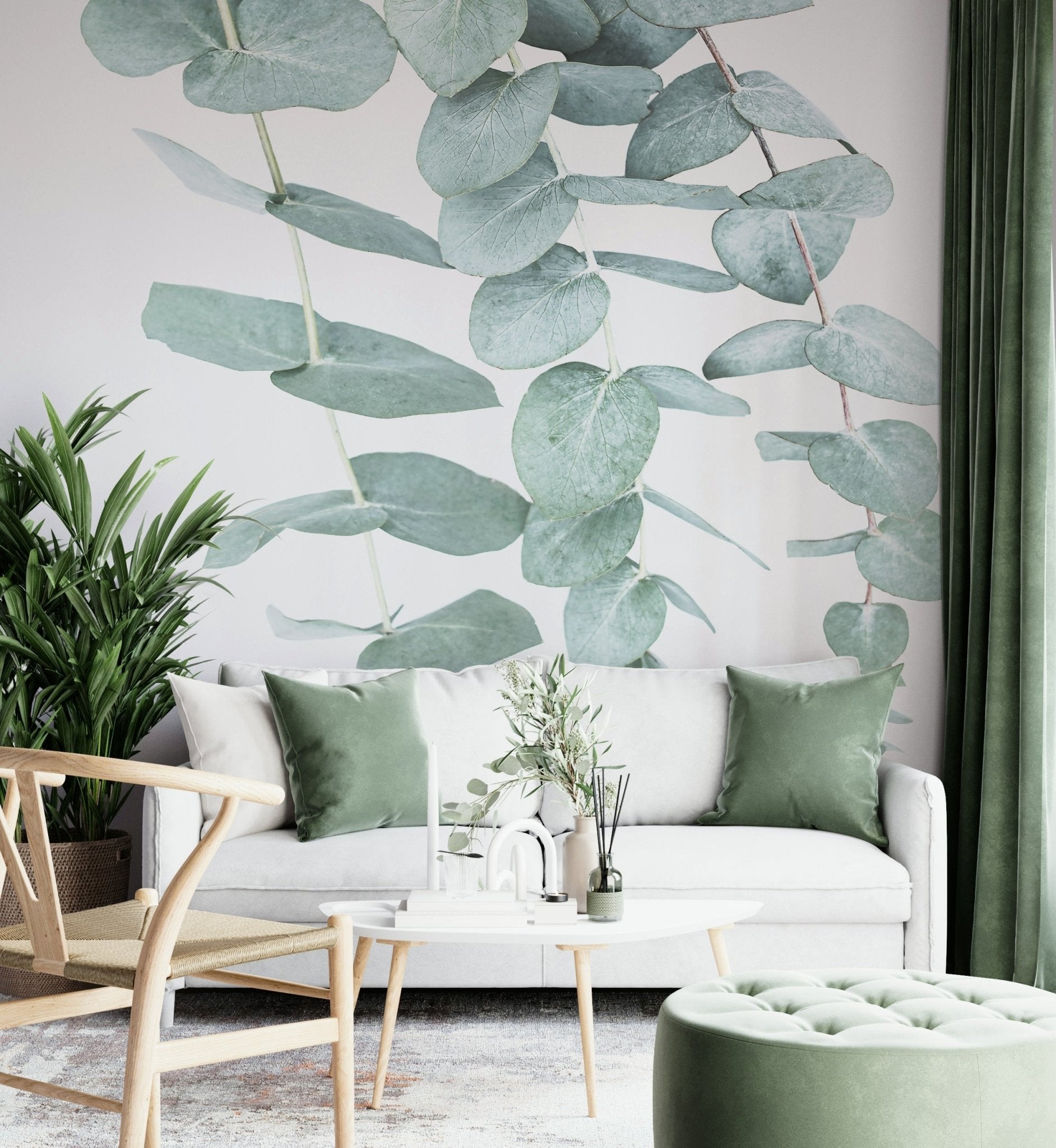 Distinctive silver-green leaves.

