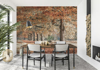 Autumn tree avenue wall mural in soft light