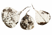 A high-quality serene forest wall mural for walls.

