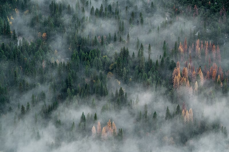Foggy Pine Forest Wallpaper Mural in your room — zoomed