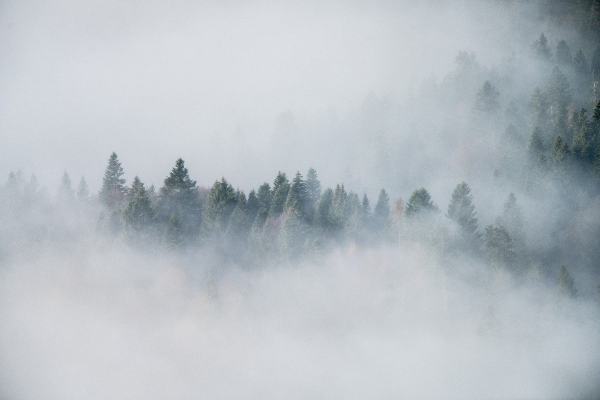 Foggy Forest Wallpaper in your room