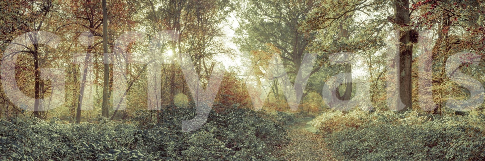 Forest Glow Wall Mural