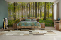 Forest illuminated by the morning light for a tranquil mural

