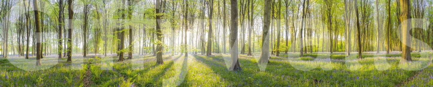 Serene forest scene with purple flowers and glowing sunlight

