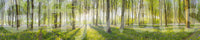 Serene forest scene with purple flowers and glowing sunlight

