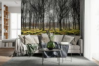 Forest wallpaper with bright sunbeams shining between winter trees over a moss-covered landscape.