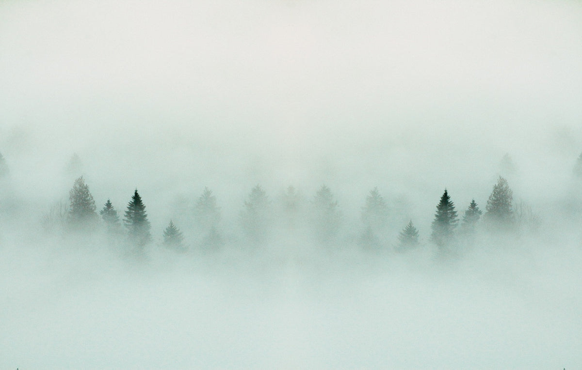 Dense Forest Fog Wallpaper Mural in your room — zoomed