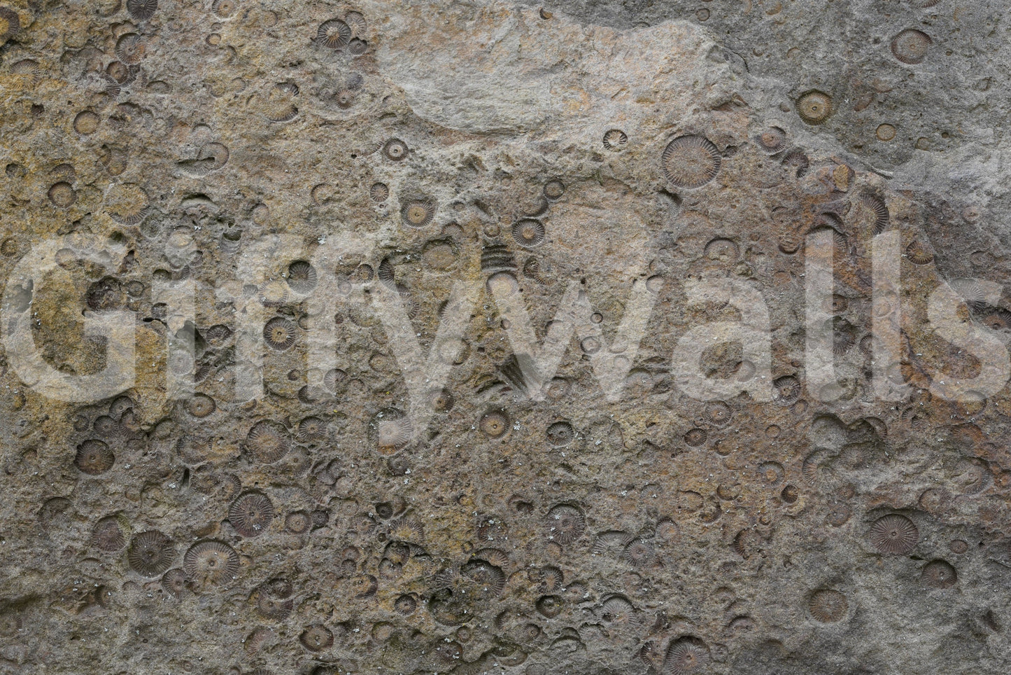 Ancient Fossil Texture Wall Mural -2566608