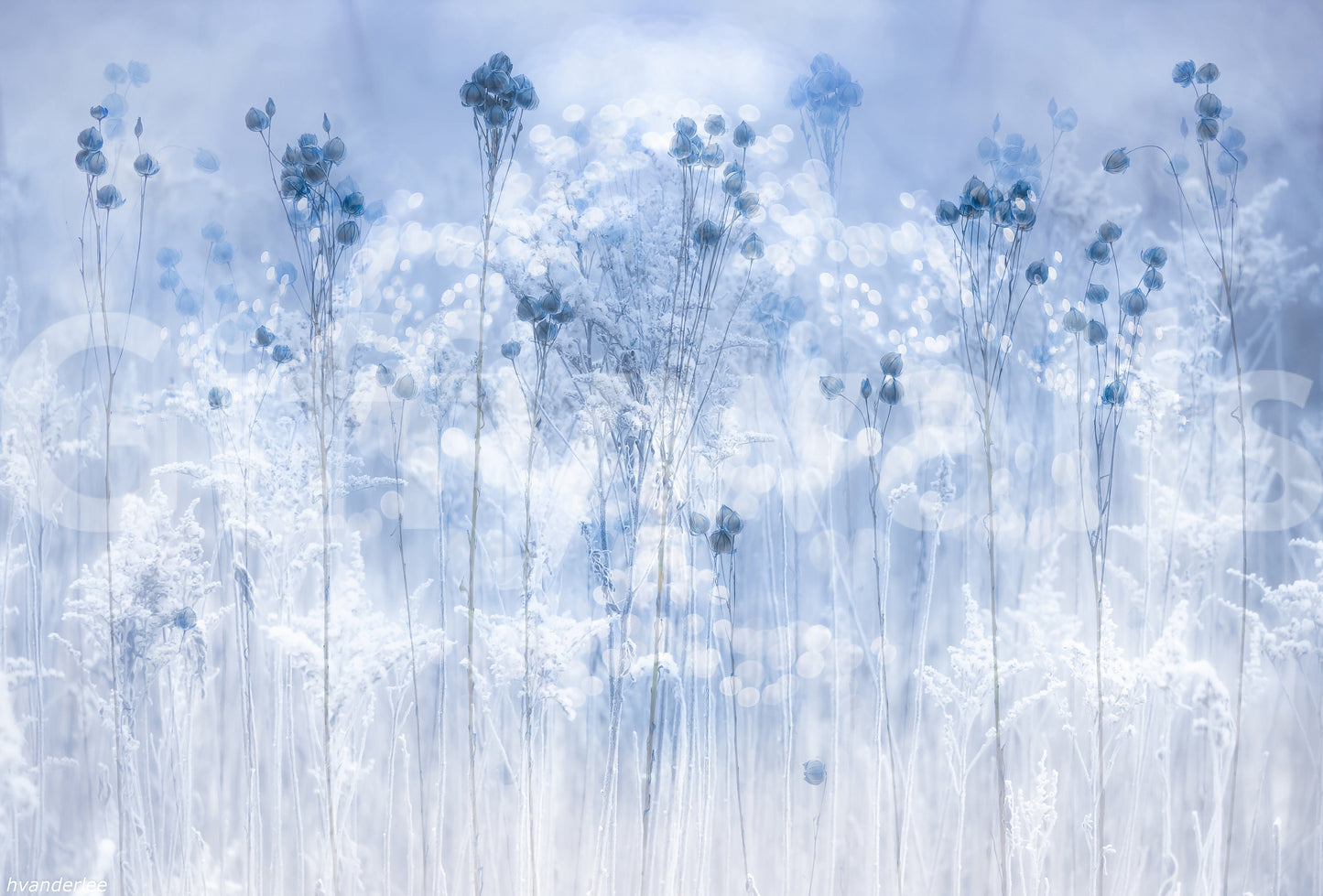 Frosted Dreams Wall Mural -2431561