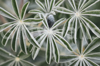 A detail of the warm tones in the flowers and greenery.