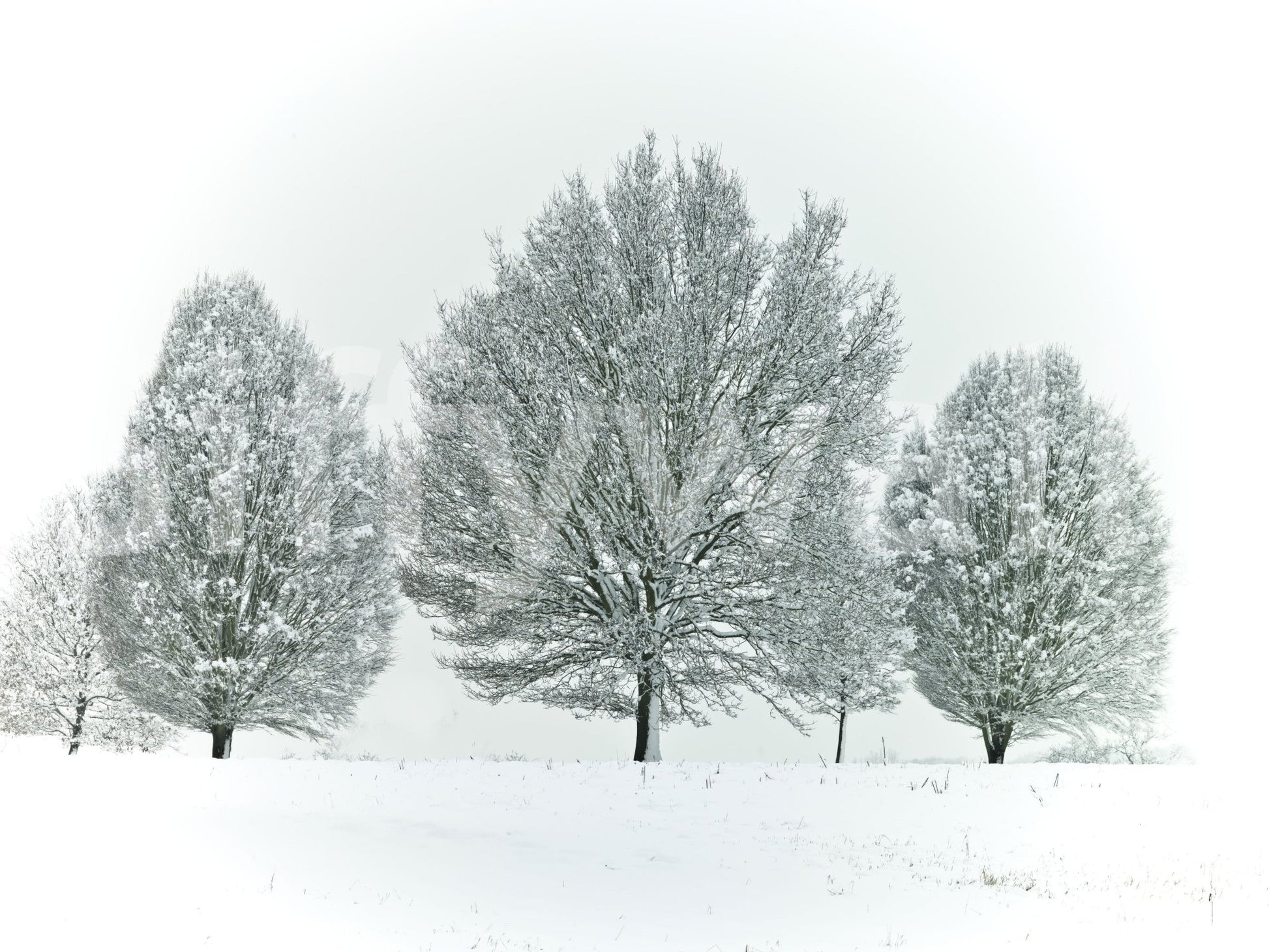 Frosted trees wallpaper mural for a natural, wintery decor touch.


