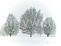 Frosted trees wallpaper mural for a natural, wintery decor touch.

