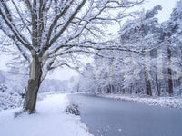 Quiet winter forest scene wall mural

