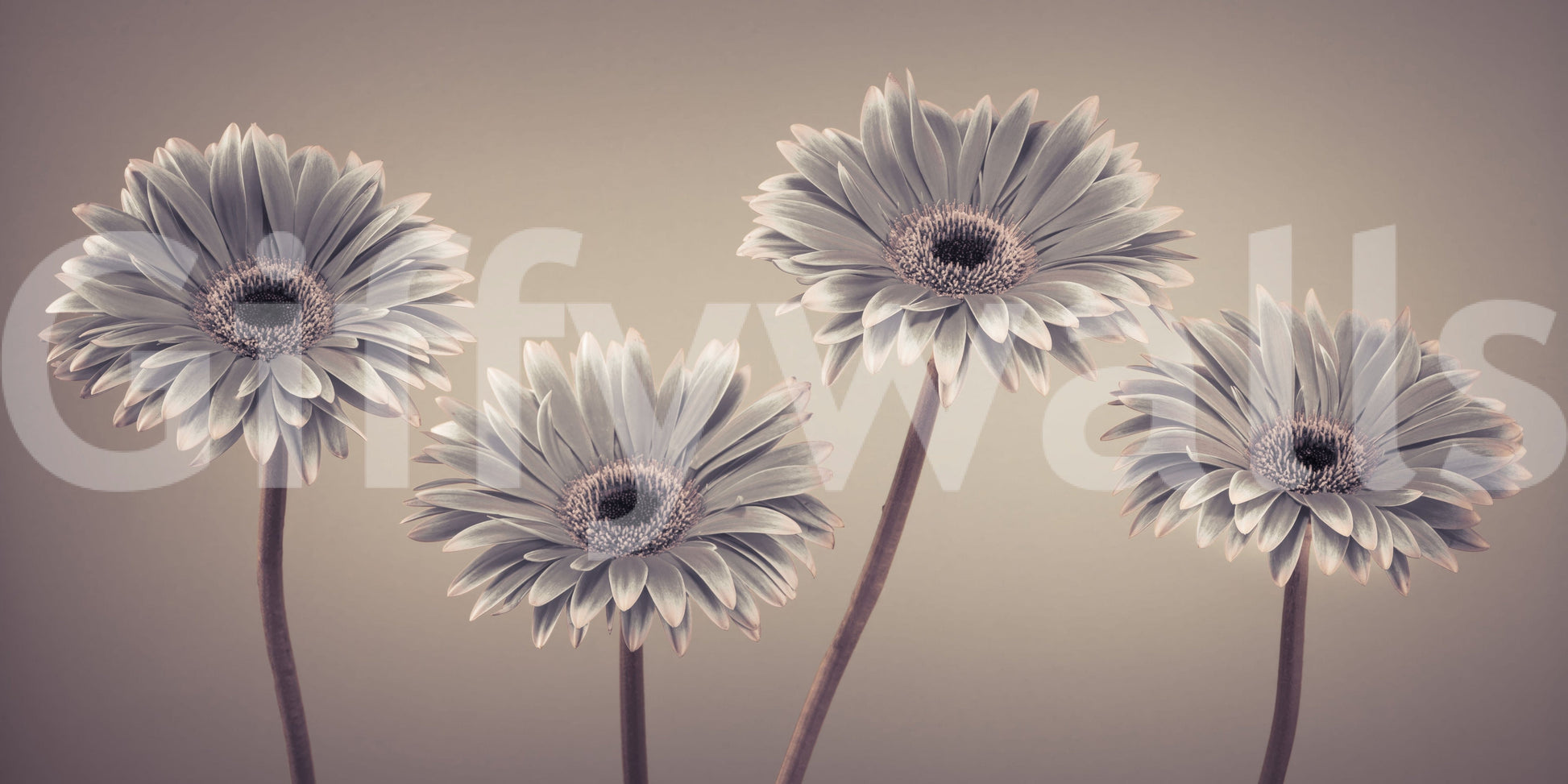 Stylized botanical study Gerbera Calm large mural wall art