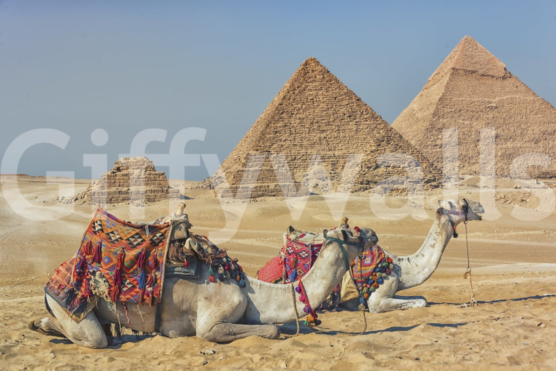 Giza wall mural shown full-wall: two camels in bright woven saddles resting on golden sand before the Giza pyramids