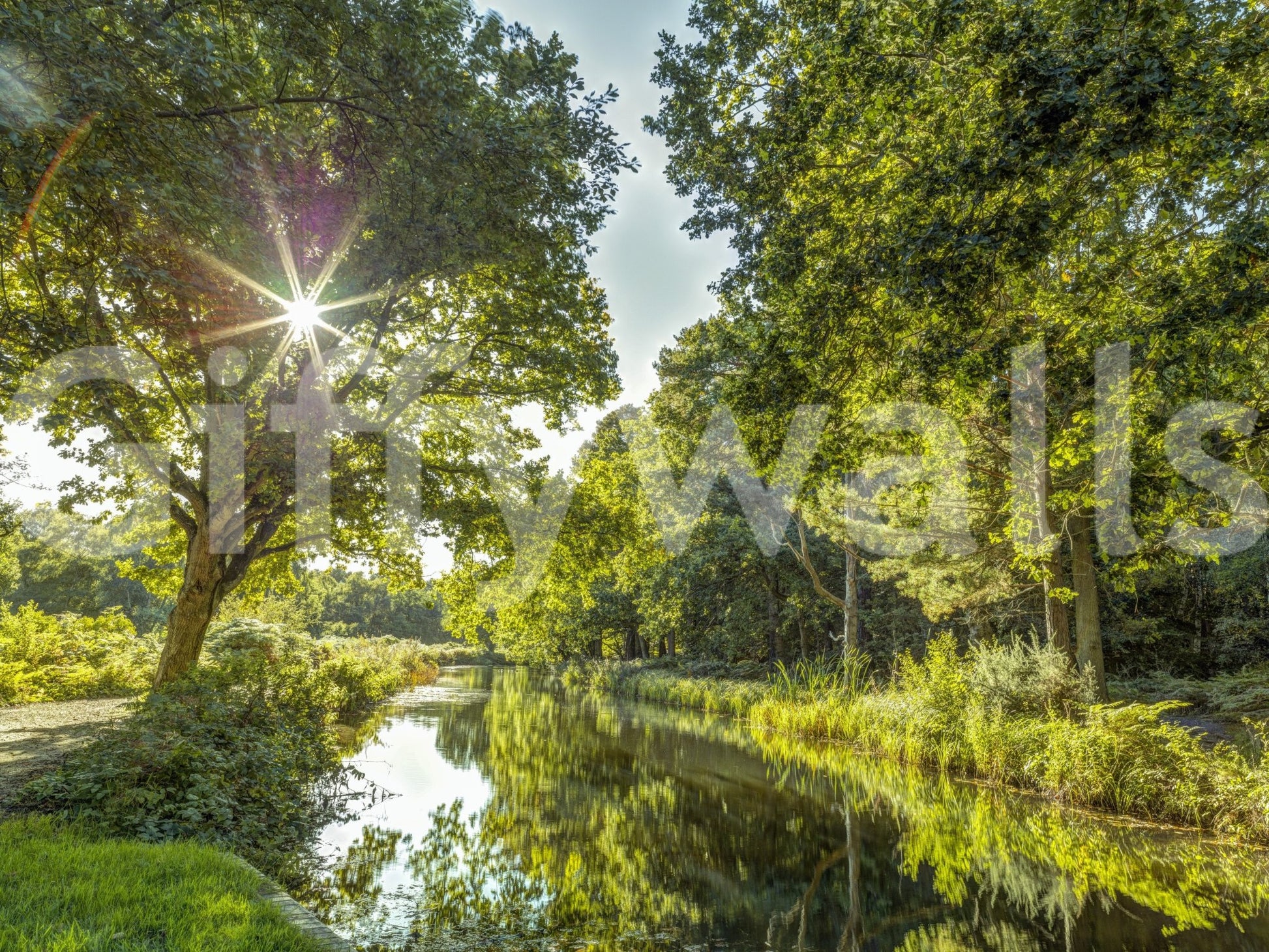 The light creates a shimmering effect on the green leaves.

