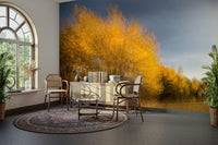 A photo-realistic wall mural of golden autumn trees in a sunlit forest.


