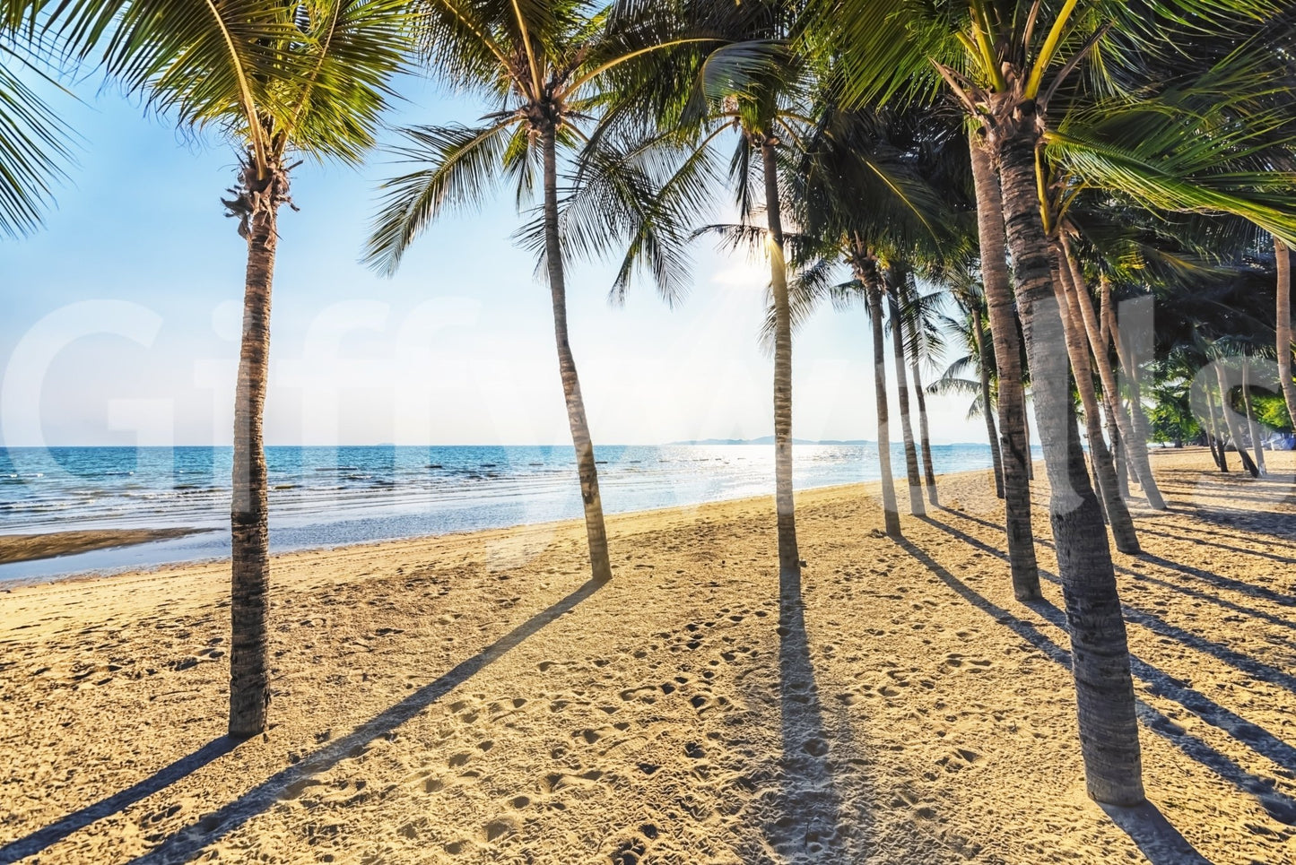 Golden Beach Palms wallpaper mural shown as a full-wall mural of coconut palms casting shadows on golden sand