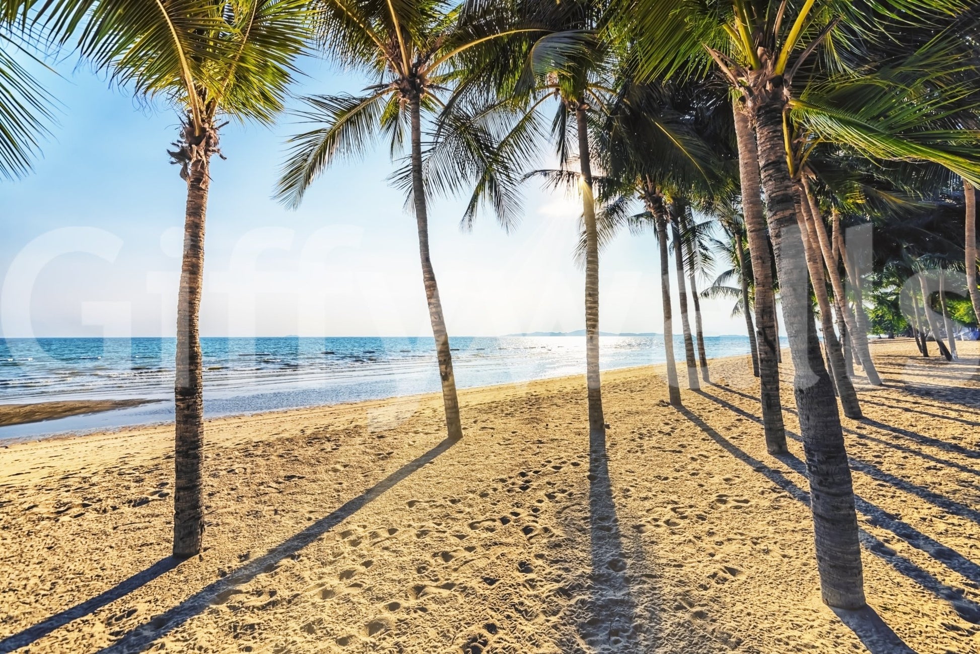Golden Beach Palms wallpaper mural shown as a full-wall mural of coconut palms casting shadows on golden sand