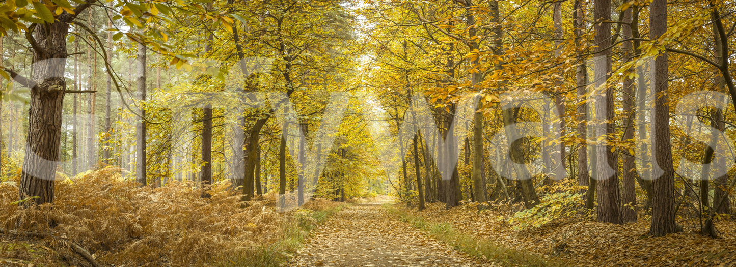 Forest path Golden Canopy Trail photographic wall art, yellow leaves.