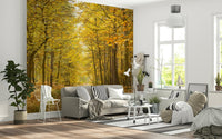 Premium quality Golden Canopy Trail wall covering of a fall woodland track.