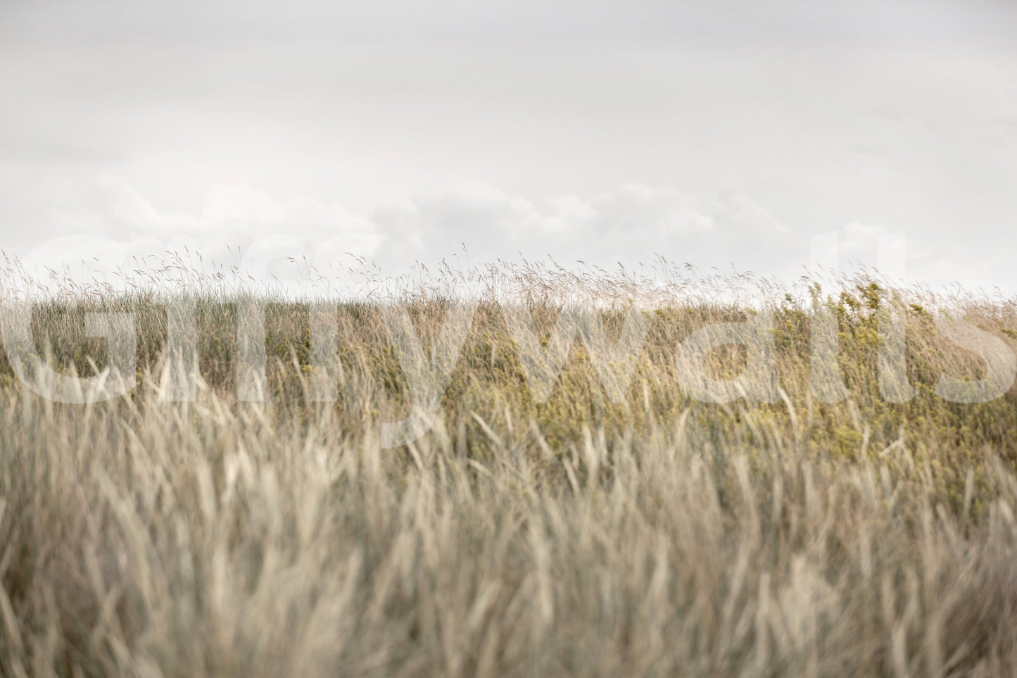 Golden Meadow Wall Mural -2658151