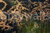 Floral photo mural in modern kitchen nook, warm colour palette, bright daylight