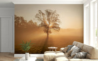 Solitary tree Golden Mist wall mural, radiant sunrise light.