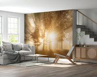 Luminous shafts woodland Golden Rays Through Trees peel stick wallpaper.