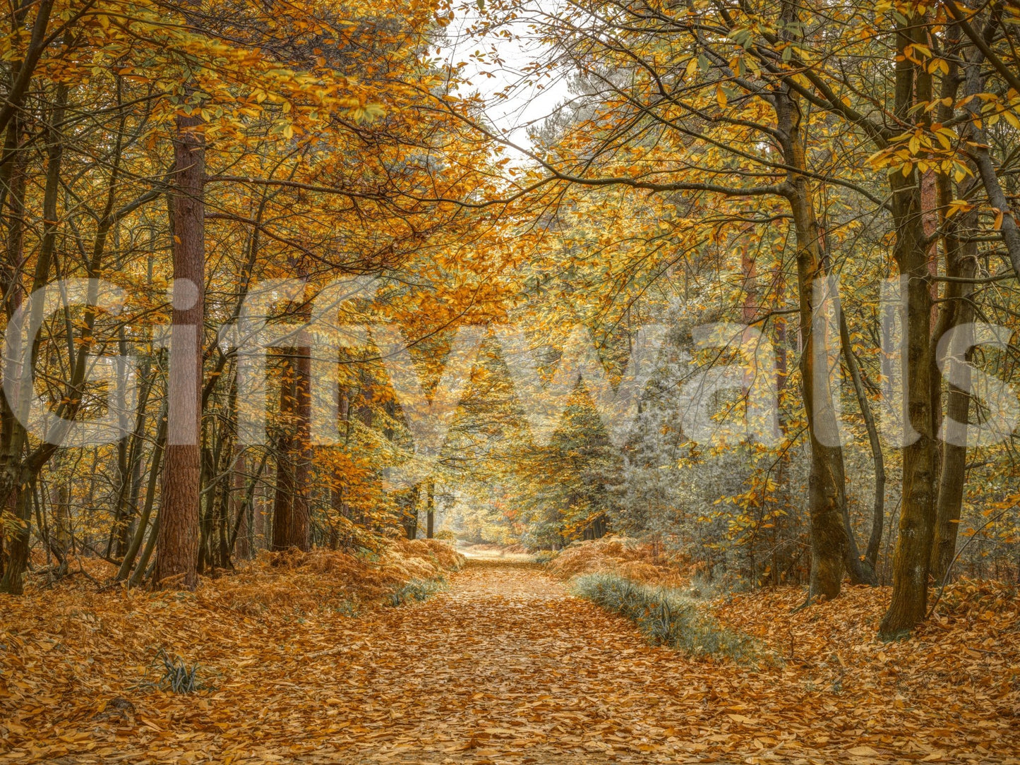 The Golden Woodland Trail mural gives the space a classic and natural feel.

