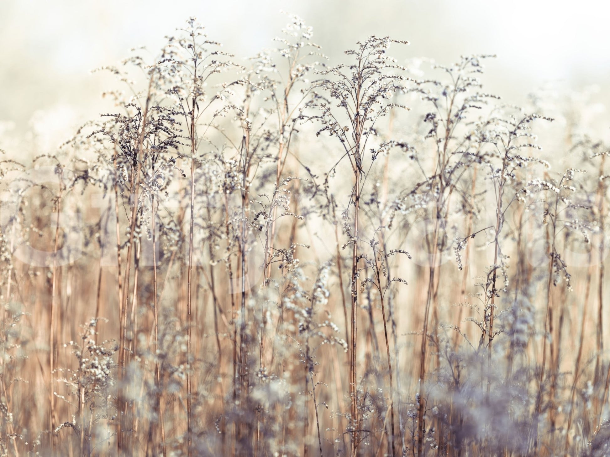 Nature-themed grass wall mural for calming home decor.

