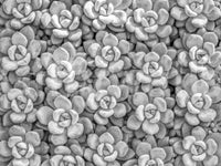 Grayscale Succulent Array Wall Mural