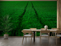 A calming modern sports wallpaper mural that defines a space.

