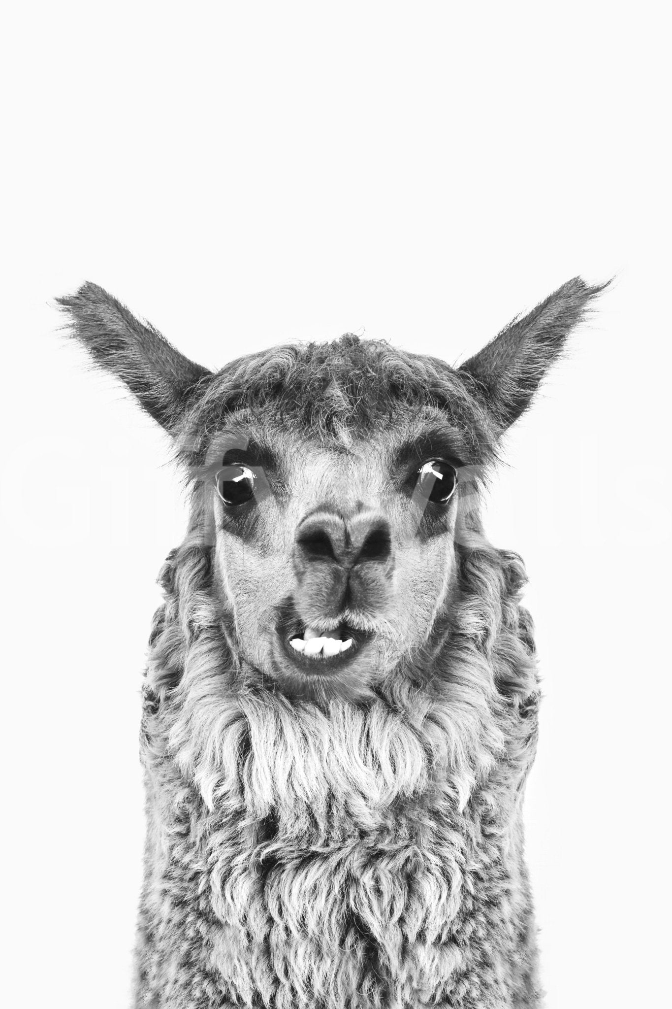 Wall decor evoking happiness and a love for animals.

