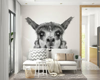 Natural colors of llama fur and background.

