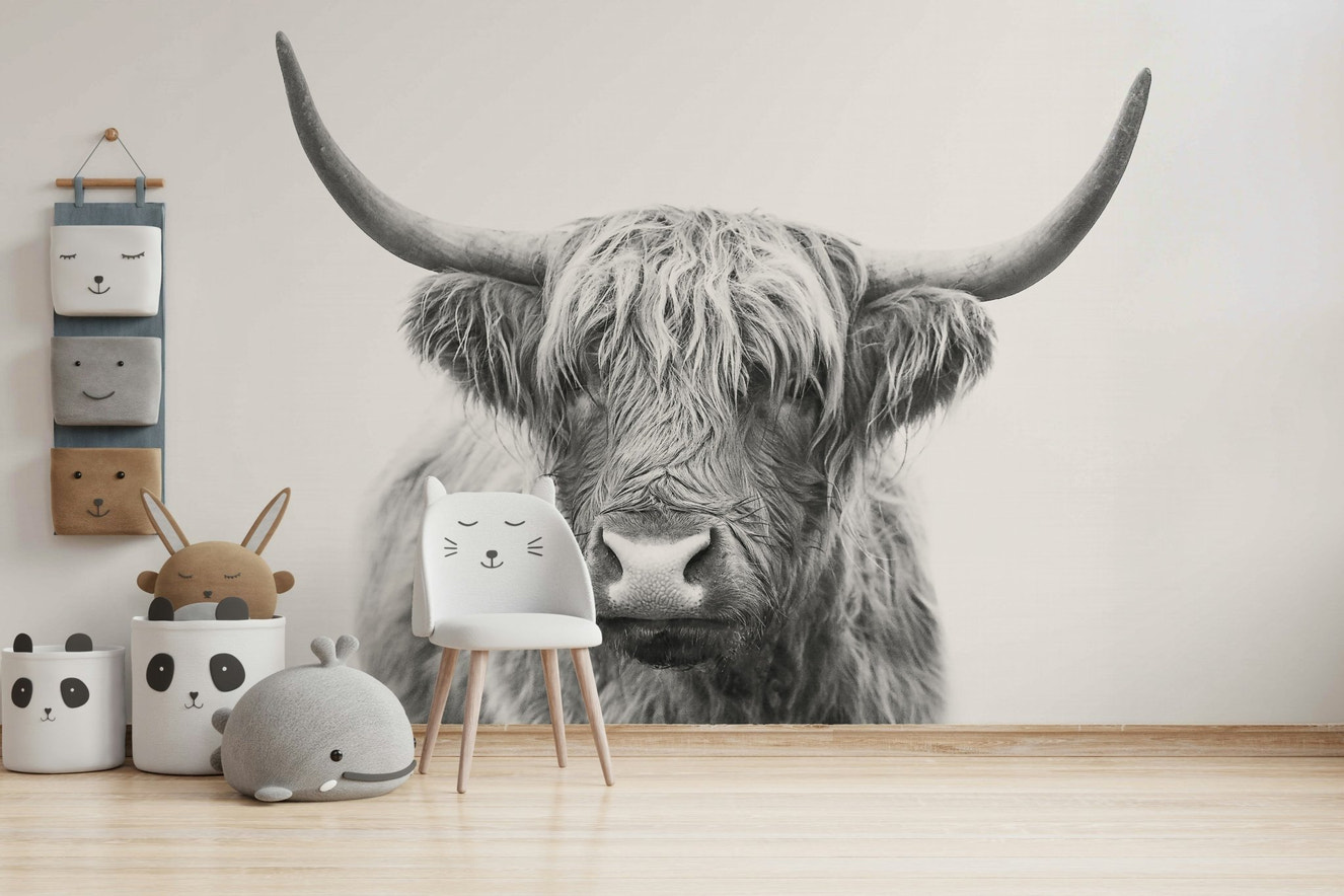 Majestic Highland bull with shaggy coat.

